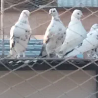 کبوتر