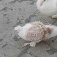 جکسون جکسن بادکنکی ابومریم جیبر