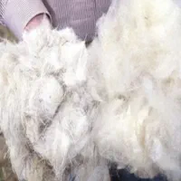 حلاجی پشم( سومح ،دیدمه ،گردگیر)