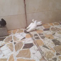 کبوتر|پرنده|اندیمشک, |دیوار