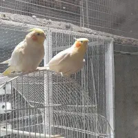 عروس هلندی رام سخن گو