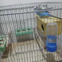 پرنده