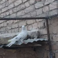 کفتر|پرنده|معصومیه, |دیوار
