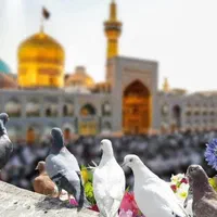 تور ریلی مشهد مقدس قطار ۶ و ۴ تخته