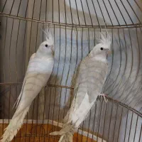 عروس هلندی