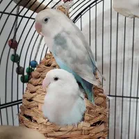 طوطی برزیلی مولد