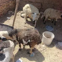 میش|حیوانات مزرعه|رفسنجان, |دیوار