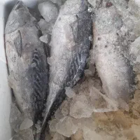 حراج ماهی و میگو بندر