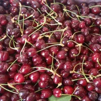 گیلاس اورگانیک
