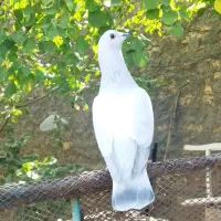 کبوتر پلاکی