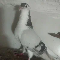 کفتر ساده سبز