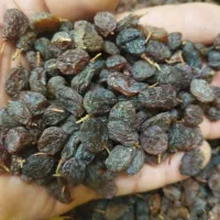 کشمش بی دانه و مویز افتابی