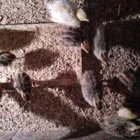 جوجه بلدرچین