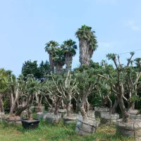 گلخانه آپارتمانی باغچه محوطع سازی اورژانس گل گیاه