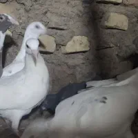 کبوتر