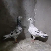 کفتر دست پرسیاه سار