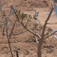 نوبت دهی پیوند درخت پسته
