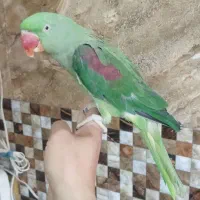 شاه طوطی ماده رام دستی حلقه پا