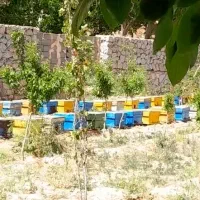 کندوی زنبور عسل