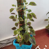 گل و گیاه طبیعی