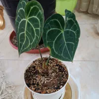 بابا آدم آلوکازیا آنترویوم