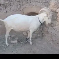 نر بز سائن اصلی از شرکت آویژن