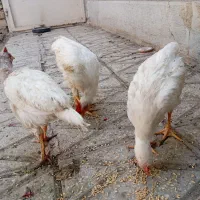 جوجه خروس چهار ماهه سالم سالم