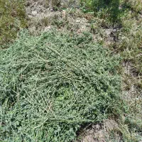 یونجه درجه یک پرگل پوش نازک خشک