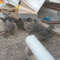 ست جوجه رنگ طوسی