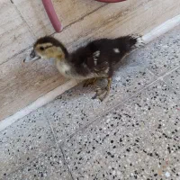 اردک