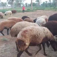 فروش میش یا گوسفند افشاری