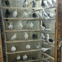 کفتر و پرند فروشی عمو رضا