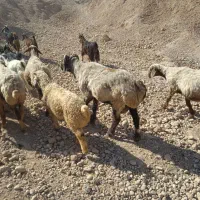 دو راس قوچ ترکی درجه یک سرحال