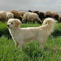 سگ پا کوتاه گله ای زبان فهم