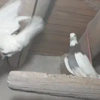 طوقی|پرنده|اسفراین, |دیوار