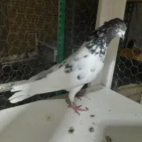 کبوتر پرشی خارجی