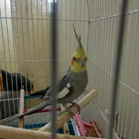 عروس هلندی
