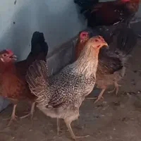 مرغ تخم گذار یا یه خروس