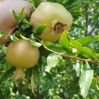 فروش عمده اب انار و بستنی سنتی