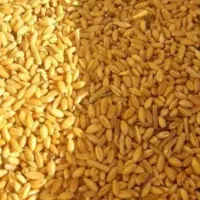 گندم بوجاری شده