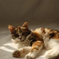 واگذار گربه