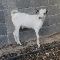 سومال نر اصل نژاد دو قلو