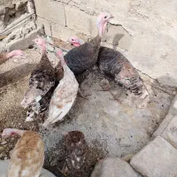 بوقلمون واکسن خورده