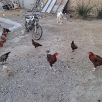 جوجه محلی برای مریض