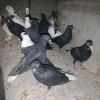 سلام 14کفتر نر و ماده