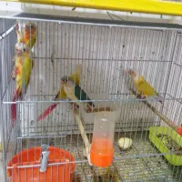 طوطی ردچیک و راهب ابی
