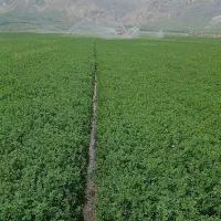 یونجه|خدمات باغبانی و درختکاری|کیار, |دیوار