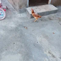 3عدد مرغ لاری