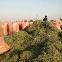 یونجه جو ذرت  خورده گندم سبوس ذرت علوفه خوراک دام