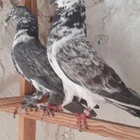 کفتر پرشی کاشان
